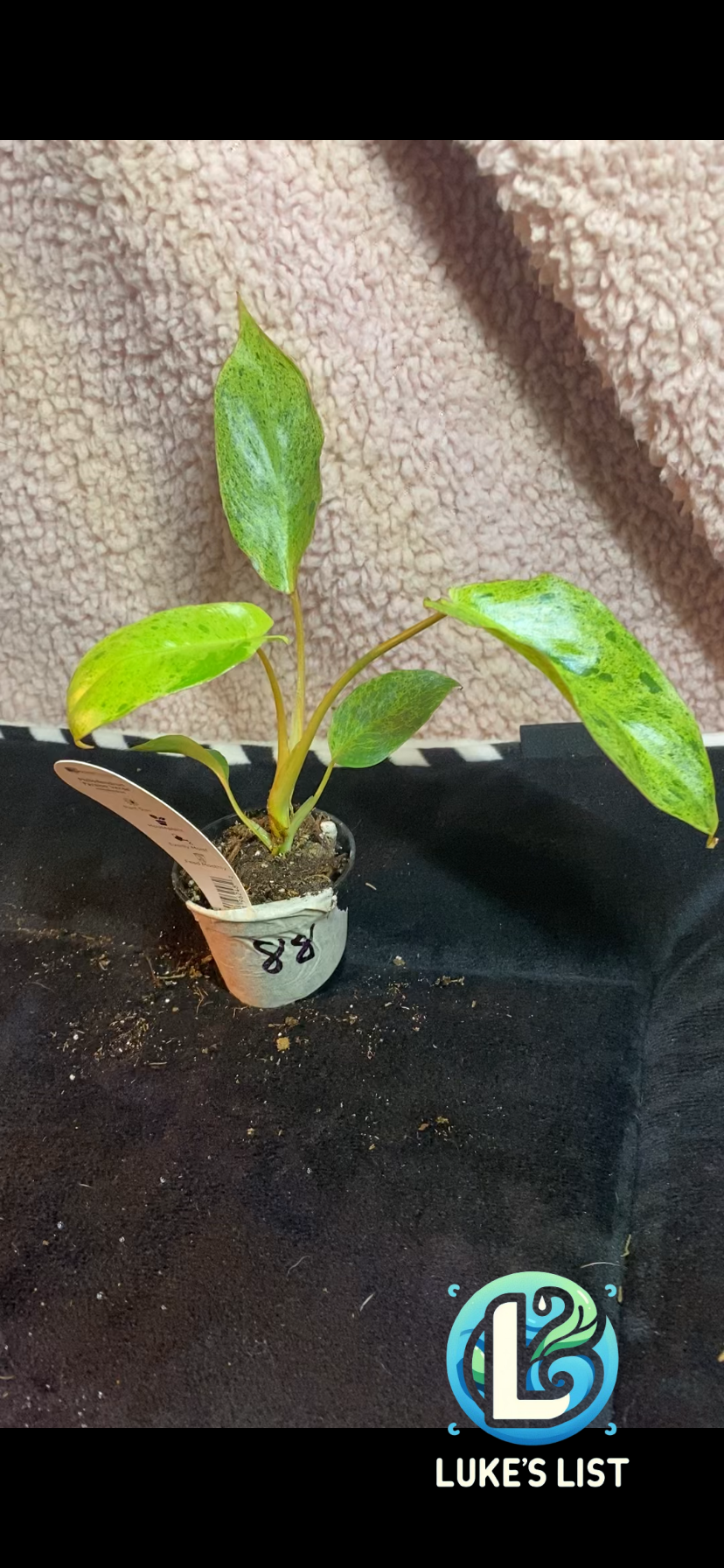 Get Your Pariso Verde Philo Start at Just $1